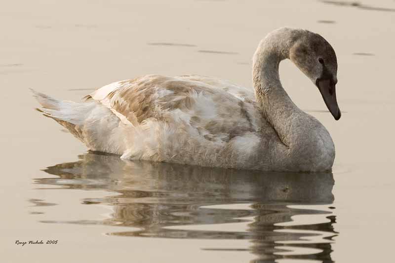 Cigno reale - Cygnus olor  &  Cigno nero - Cygnus atratus